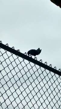 Image of Greater Antillean Grackle