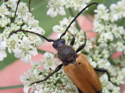 Image of Paracorymbia fulva (Degeer 1775)