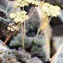 Imagem de Lomatium tuberosum Hoover