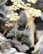 Image of Hoover's desertparsley