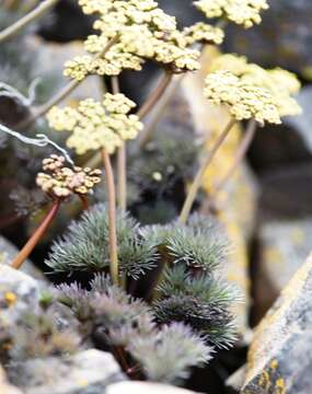 Image de Lomatium tuberosum Hoover