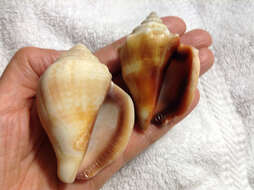 Image of Florida fighting conch