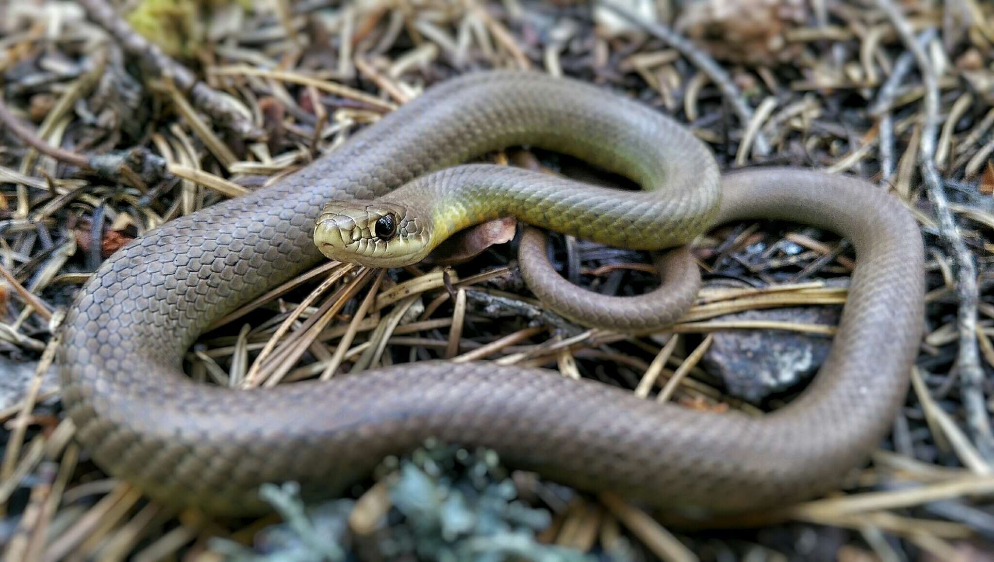 Sivun Coluber constrictor mormon Baird & Girard 1852 kuva