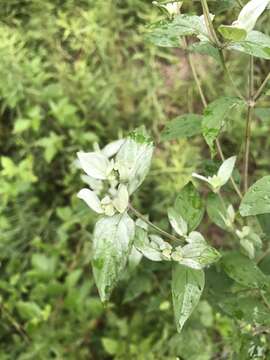 Image of White-Leaf Mountain-Mint