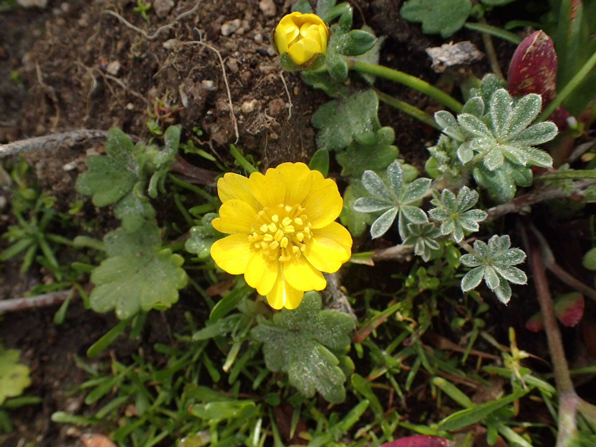 Image de Ranunculus californicus Benth.