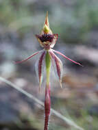 Imagem de Caladenia actensis D. L. Jones & M. A. Clem.