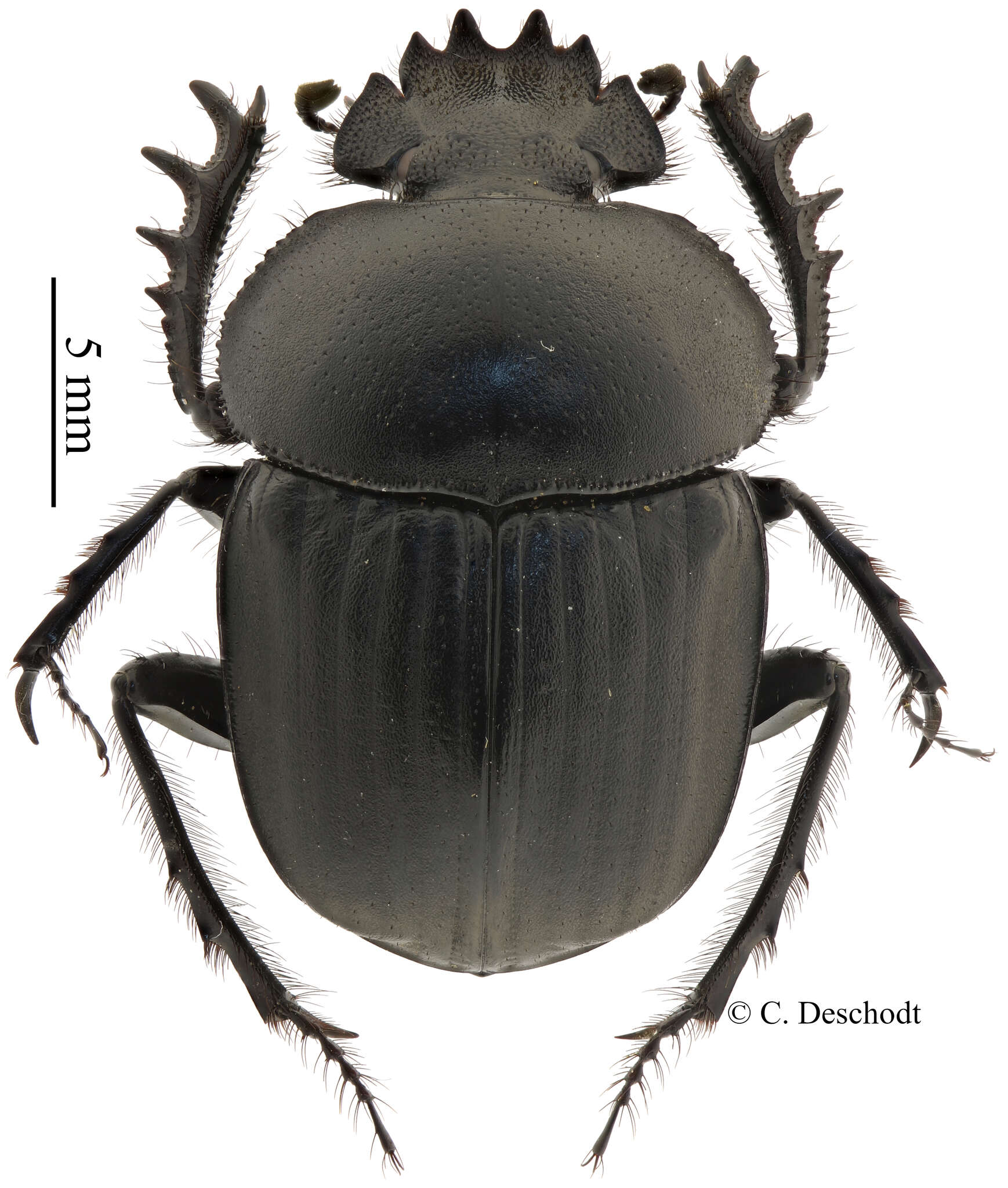 Image of Scarabaeus ambiguus (Boheman 1857)