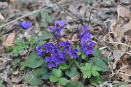 Image of Viola alba subsp. dehnhardtii (Ten.) W. Becker