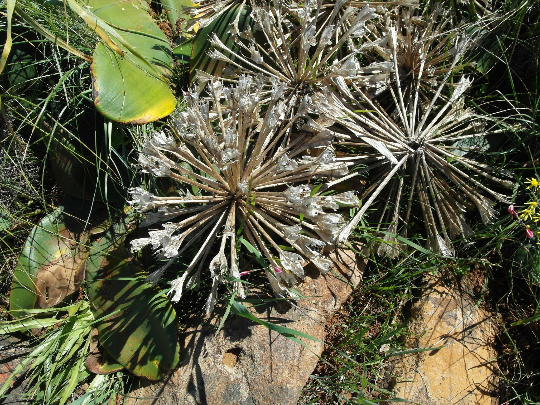 Image of candelabra lily