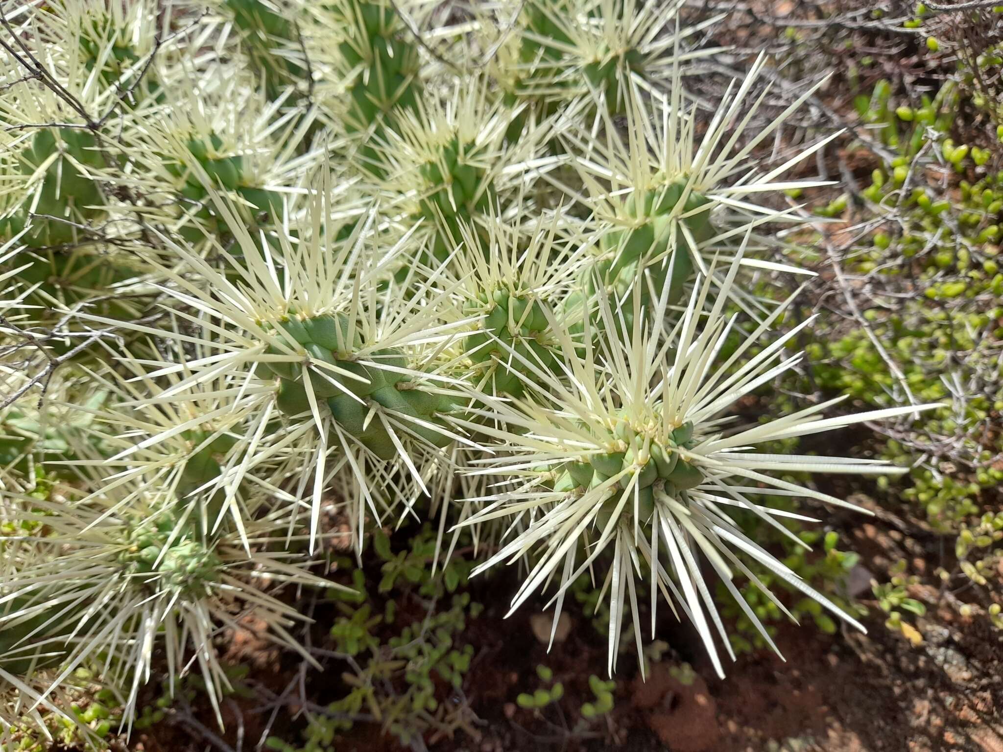 Image of Cylindropuntia imbricata subsp. rosea