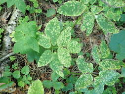 Image of Septoria aegopodii Desm.