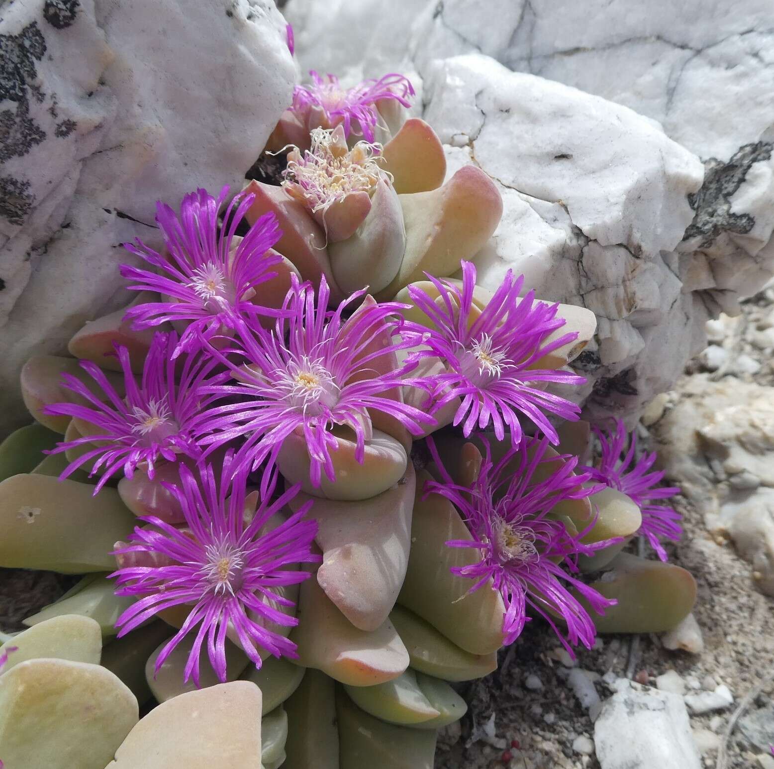 Image of Gibbaeum hartmannianum Thiede & Niesler