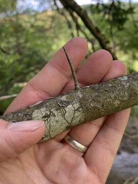 Sivun Crataegus calpodendron (Ehrh.) Medik. kuva