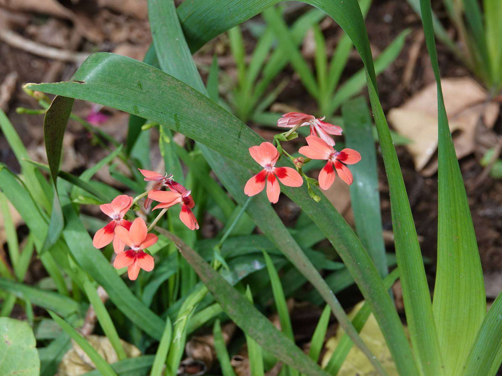 Image of false freesia