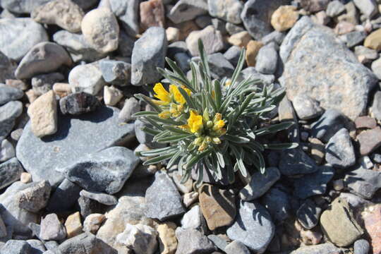 Physaria schaffneri (S. Watson) O'Kane & Al-Shehbaz resmi