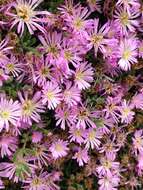 Imagem de Drosanthemum floribundum (Haw.) Schwant.