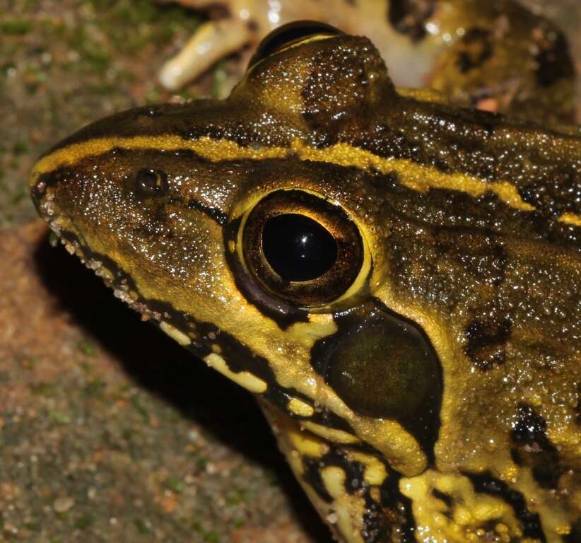 Image of Angola Frog