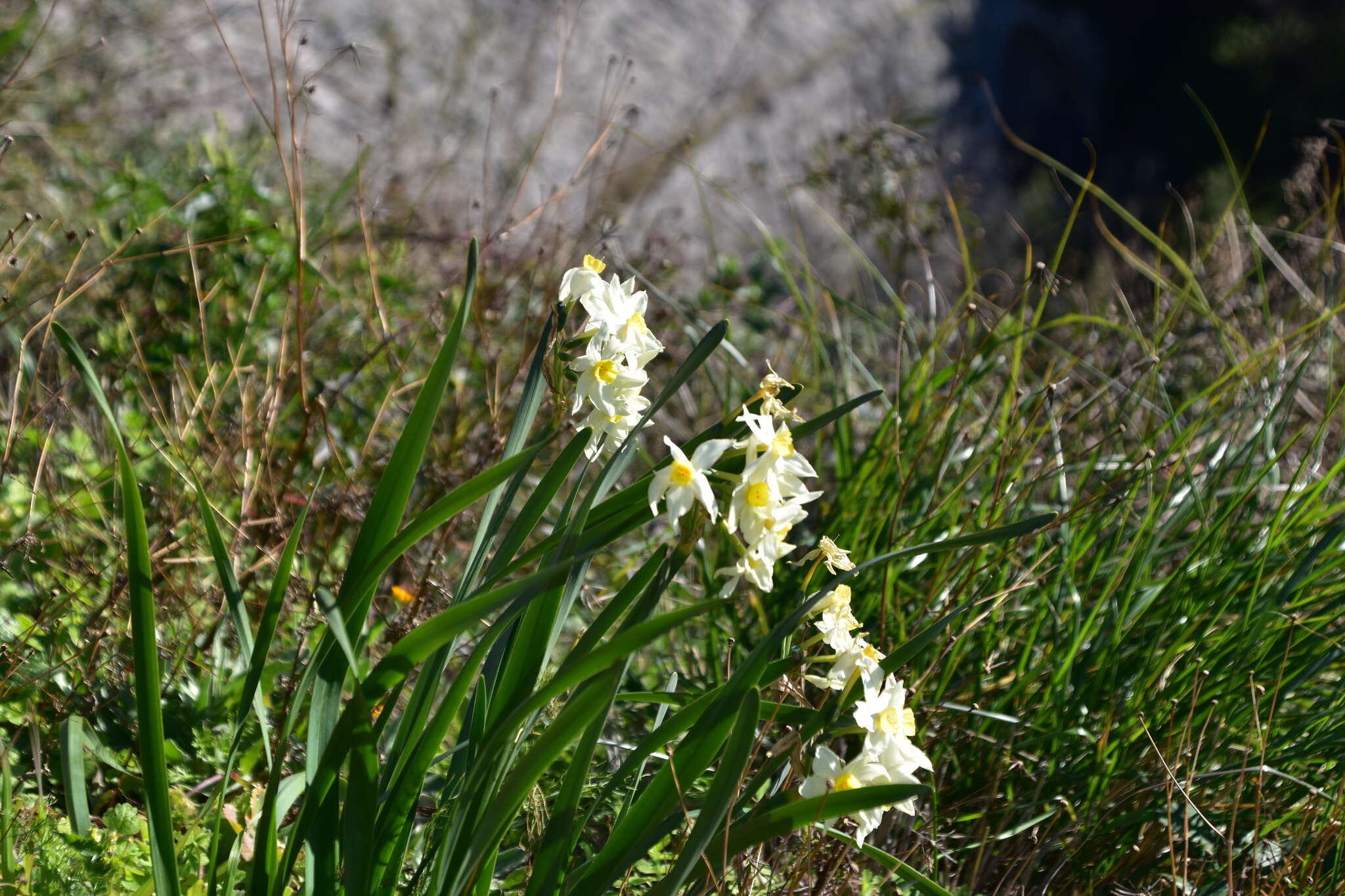 Image of Narcissus tazetta subsp. italicus (Ker Gawl.) Baker