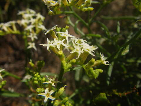 Image de Heliotropium messerschmidioides Kuntze