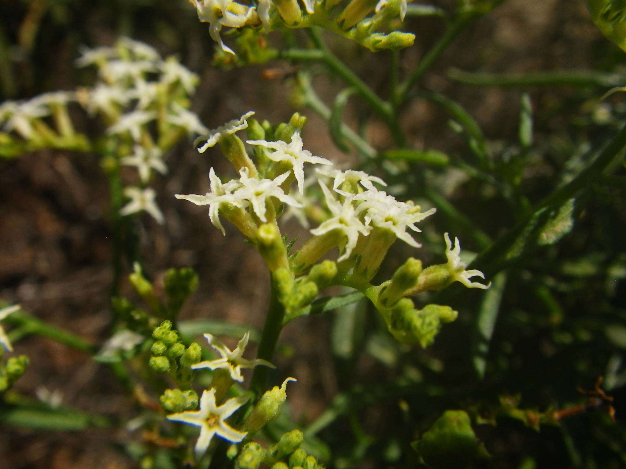 Imagem de Heliotropium messerschmidioides Kuntze