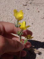 Image of pinyon blazingstar