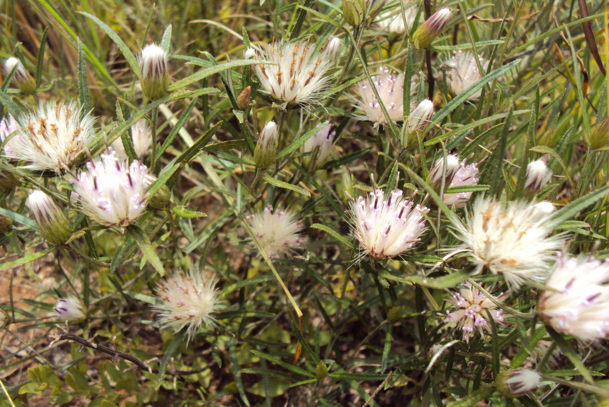 Image of Dicoma anomala subsp. anomala