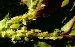 Image of Aphid