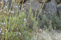 Image of Canary Islands Chiffchaff