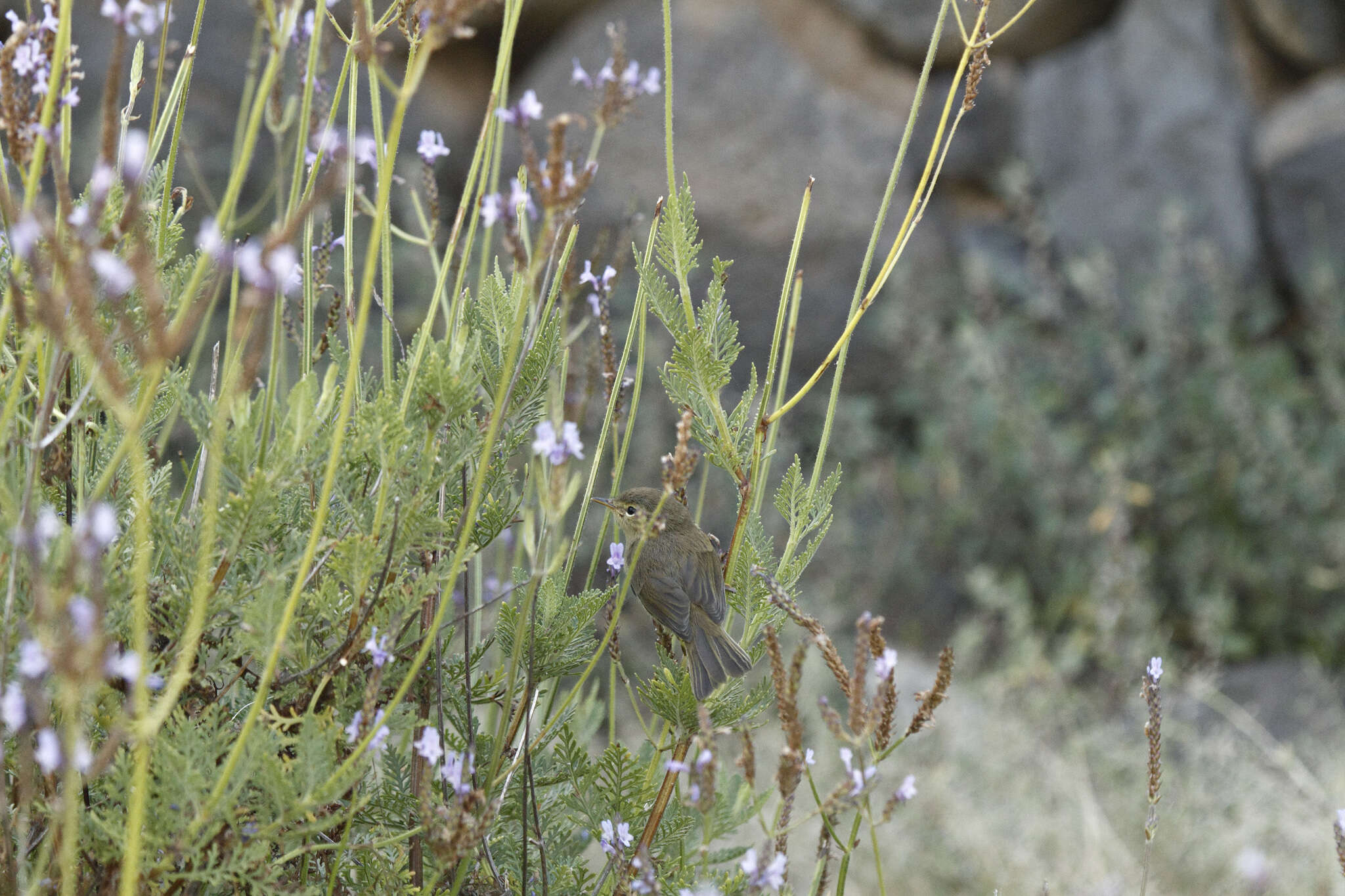 Image of Canary Islands Chiffchaff