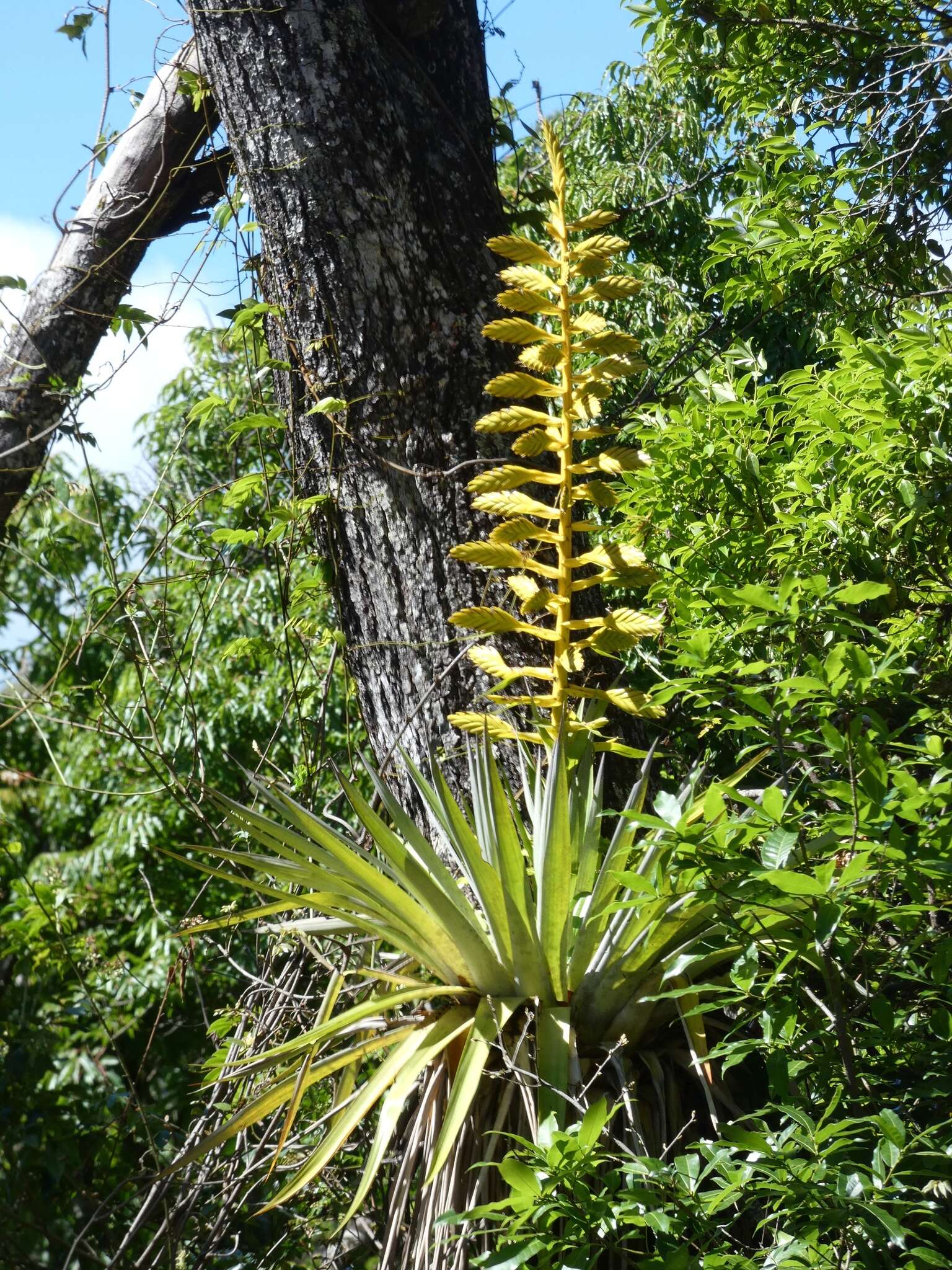 Image of Tillandsia oerstediana L. B. Sm.