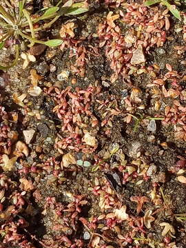 Image of eight-stamened waterwort