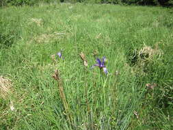 Image of German Iris