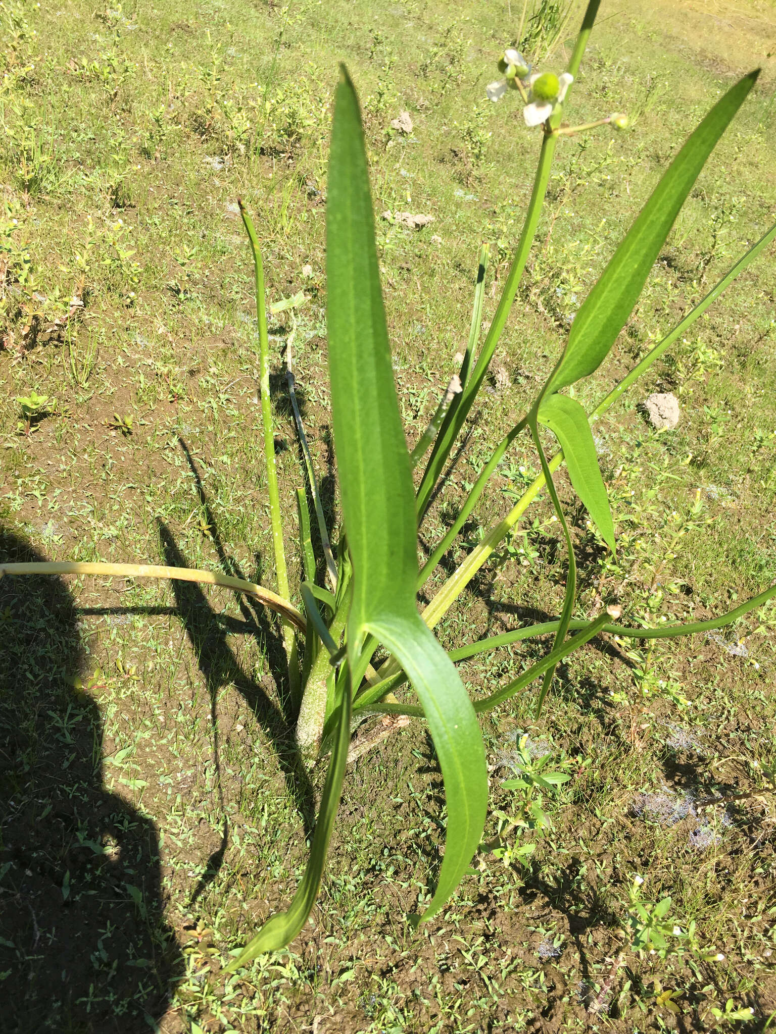 Sagittaria latifolia Willd. resmi