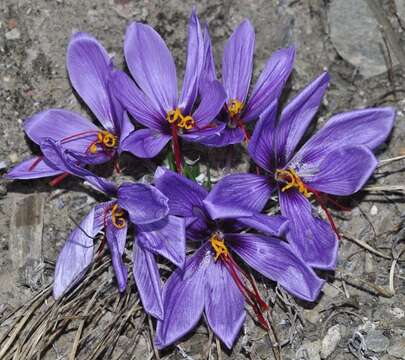 Image of autumn crocus