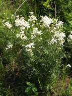 Imagem de Clematis hexapetala Pall.