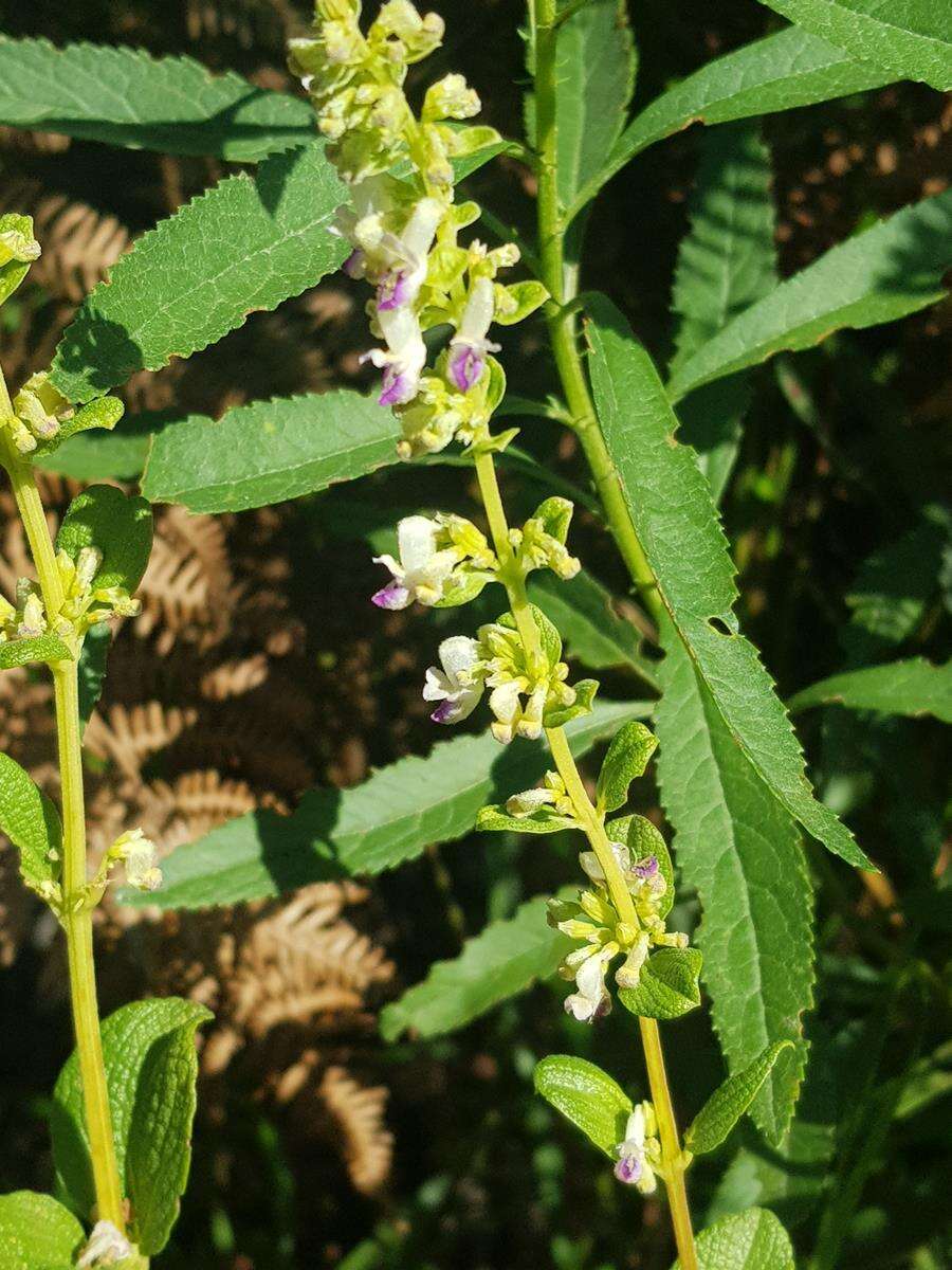 صورة <i>Coleus calycinus</i>