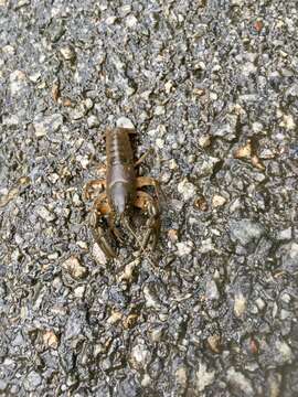 Image of Appalachian brook crayfish