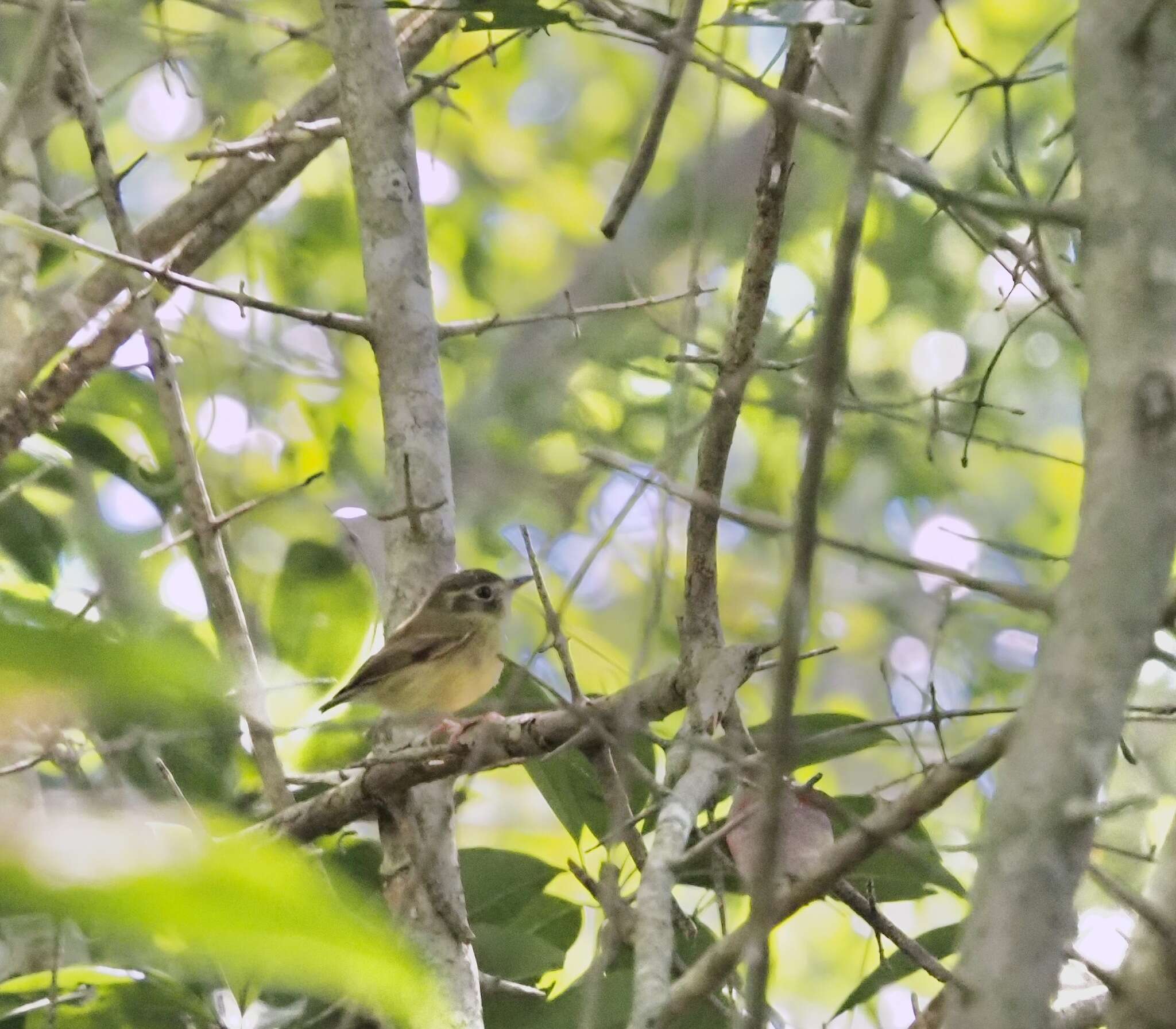 Image of Stub-tailed Spadebill