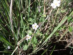 Image de Sutera polyantha (Benth.) Kuntze