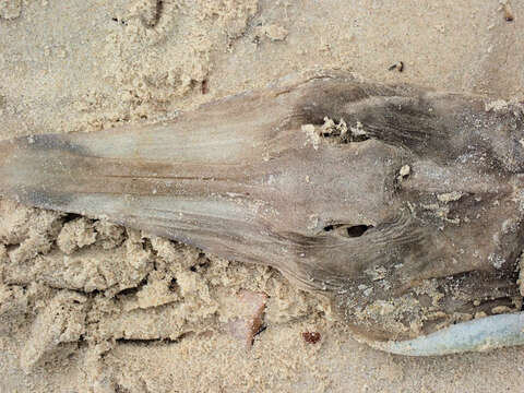 Image of Guitarfish