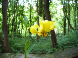 Image of Lilium monadelphum M. Bieb.