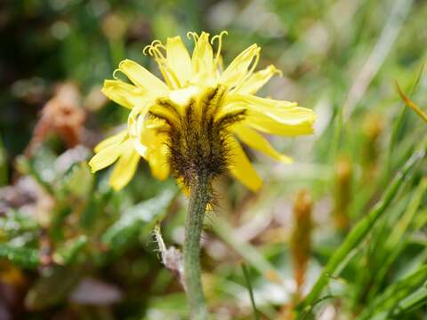 Image of Crepis jacquinii Tausch