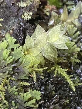 Plancia ëd Hookeria acutifolia W. J. Hooker & Greville 1825