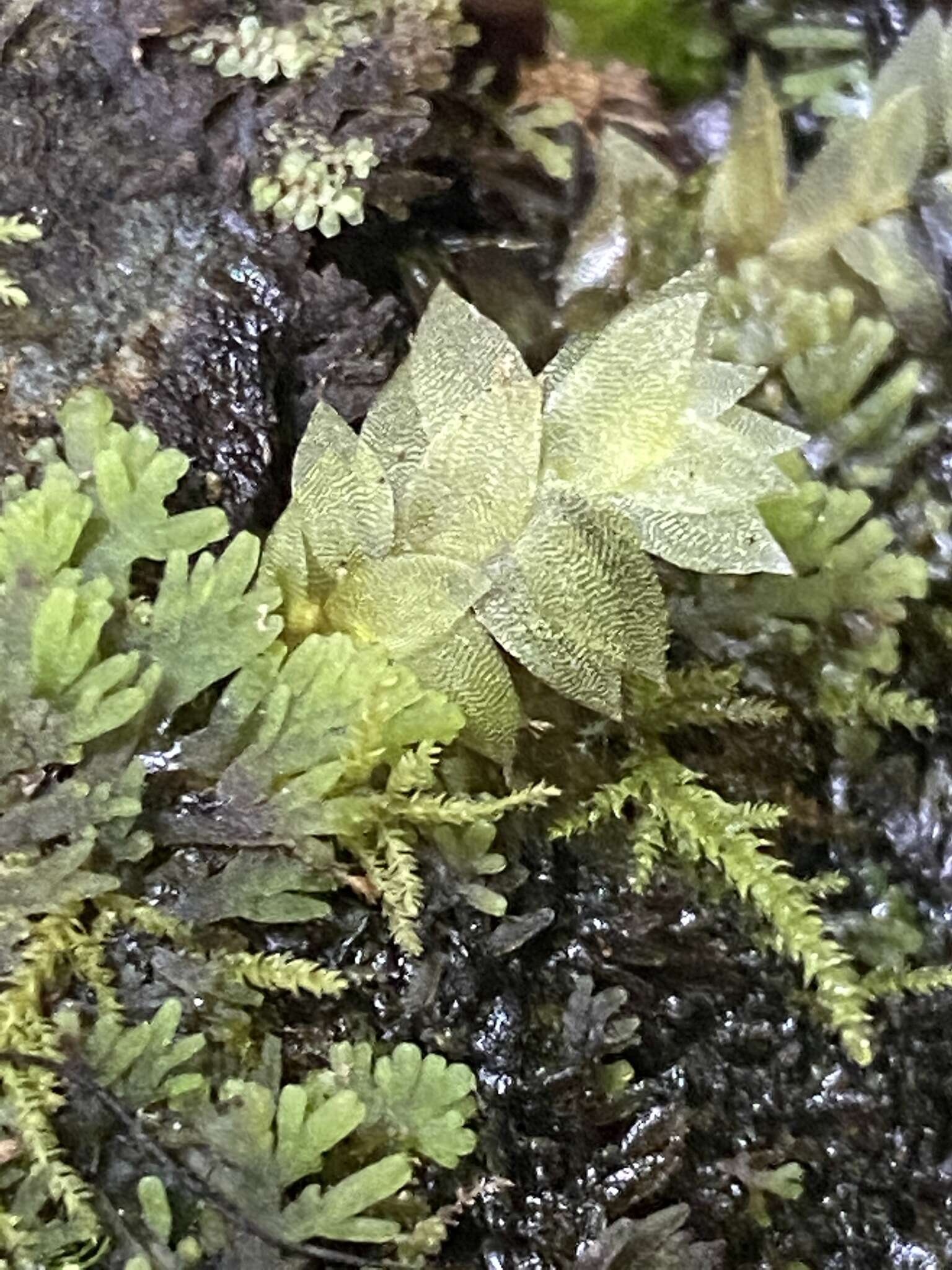 Image of sharpleaf hookeria moss