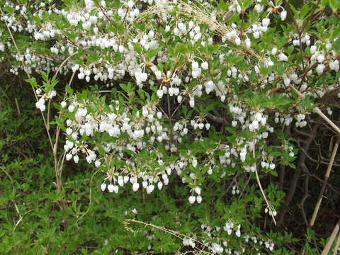 Imagem de Enkianthus perulatus (Miq.) Schneider