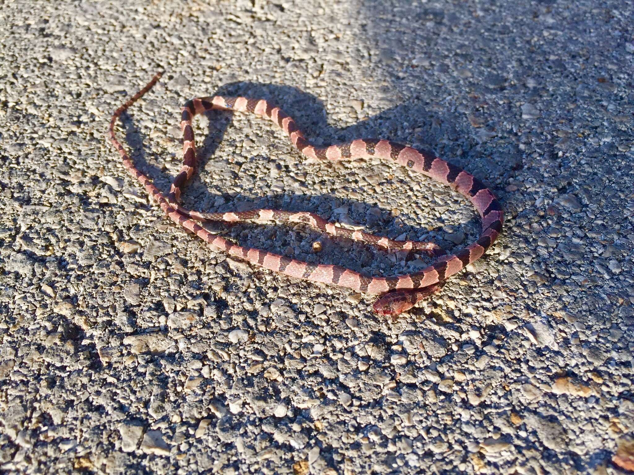 Image of Yucatán Blunthead Snake