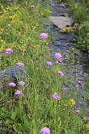 Слика од Scabiosa owerinii Boiss.