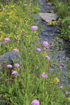 Слика од Scabiosa owerinii Boiss.