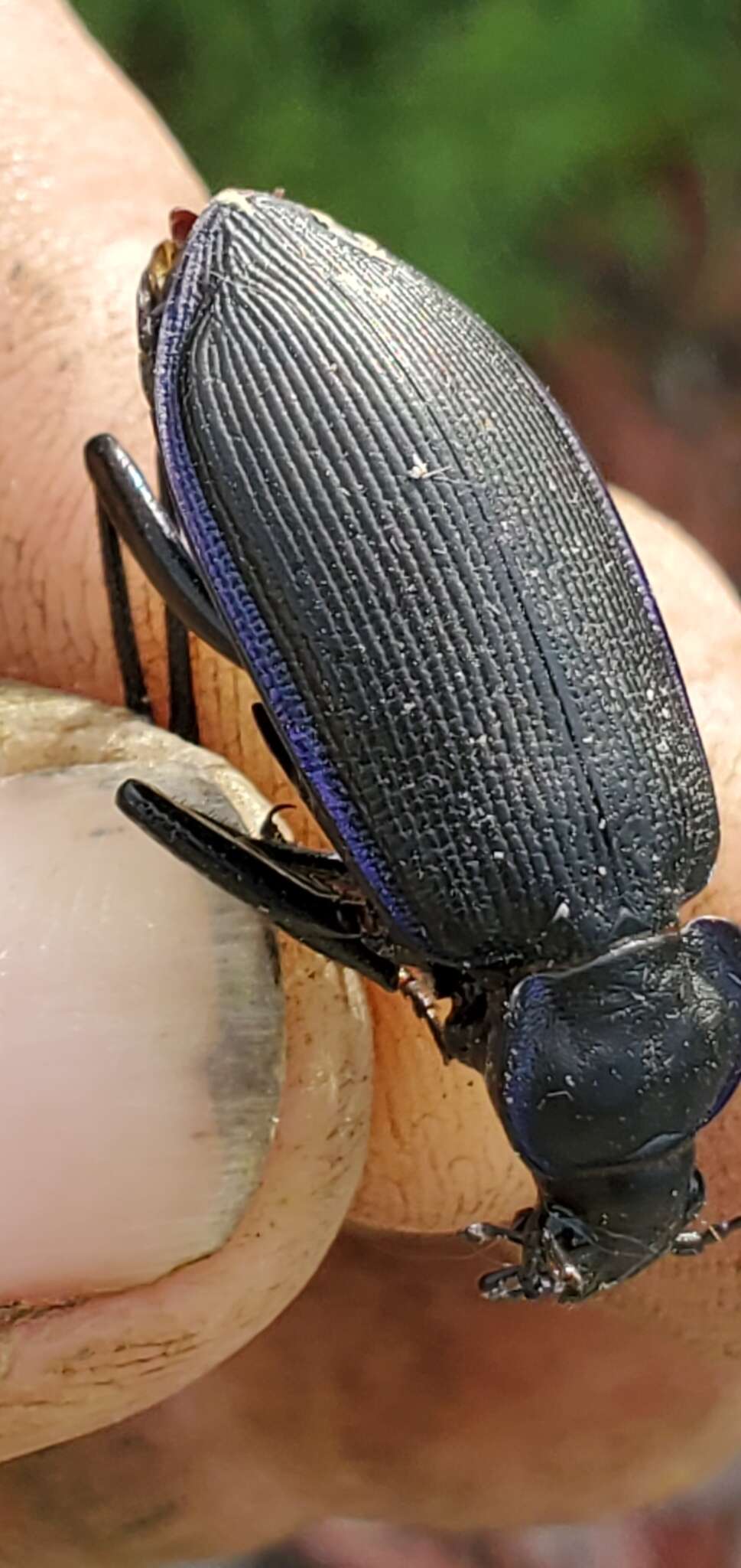 Imagem de Calosoma (Callitropa) externum (Say 1823)