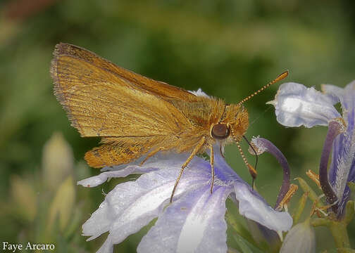 Image of Taractrocera papyria agraulia Hewitson 1868